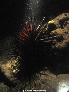 Sea Urchin with a spotlight on it in a night dive. by Katherine Mckelvey 